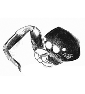 speciesimage