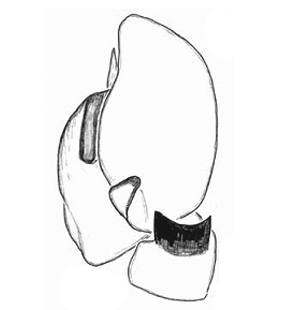 speciesimage