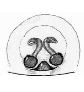speciesimage