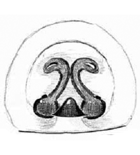 speciesimage