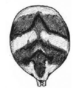 speciesimage