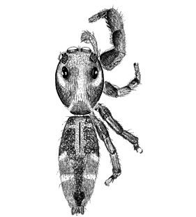 speciesimage