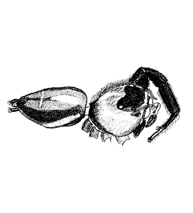 speciesimage
