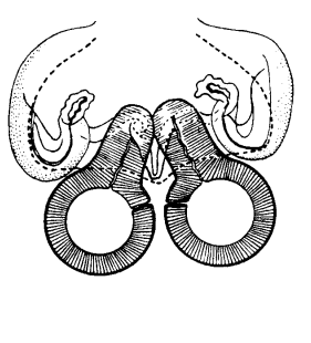 speciesimage