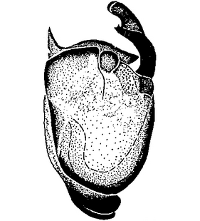 species