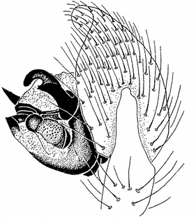 species