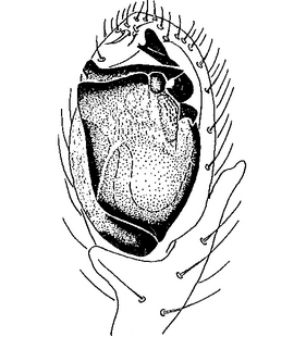 species
