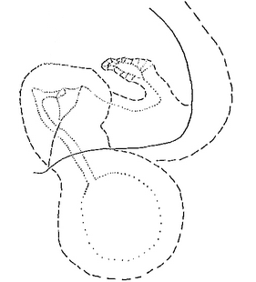 species