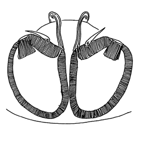 speciesimage