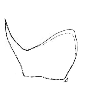 speciesimage