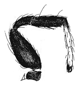 speciesimage