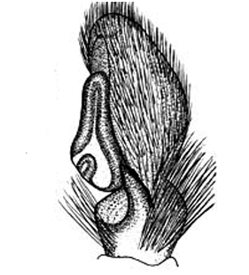 speciesimage