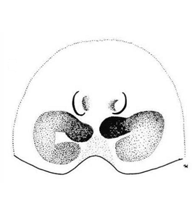 speciesimage