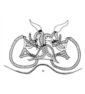 speciesimage