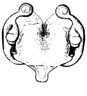 speciesimage