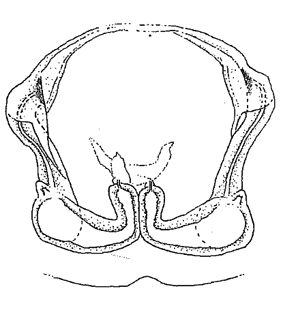 speciesimage
