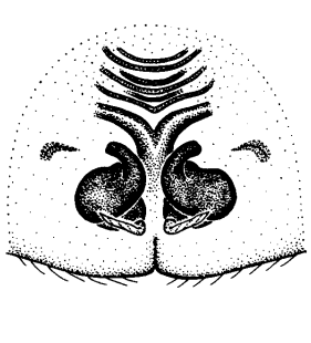 speciesimage