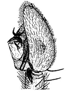 speciesimage