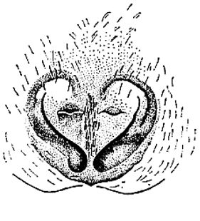 speciesimage