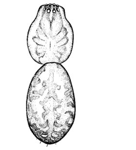 speciesimage