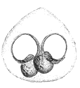 speciesimage