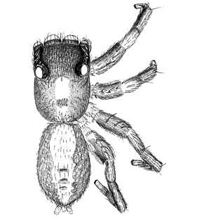 speciesimage