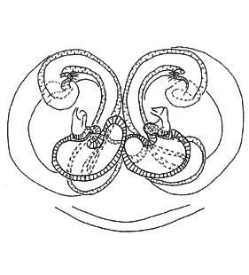 speciesimage