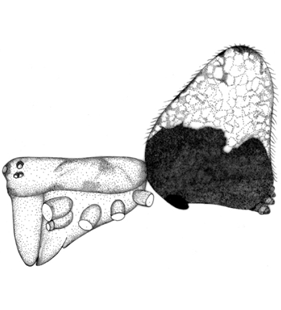 speciesimage
