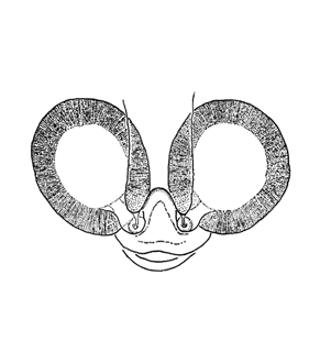 speciesimage