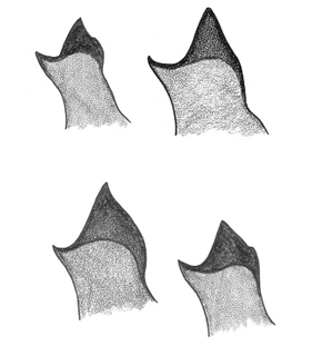 speciesimage