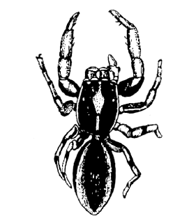 speciesimage