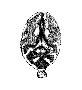 speciesimage