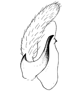 speciesimage