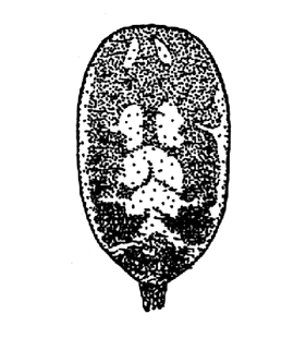 speciesimage