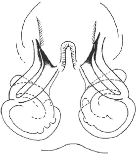 speciesimage