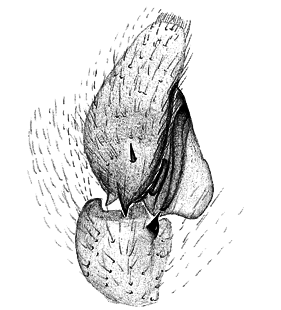 speciesimage