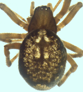 speciesimage