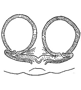 species