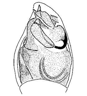 species