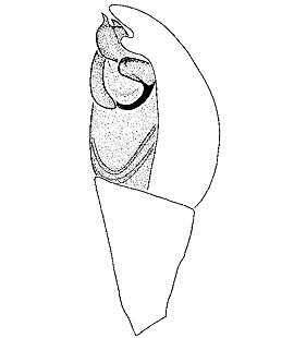species