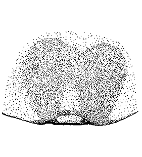 species