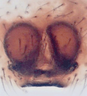 species