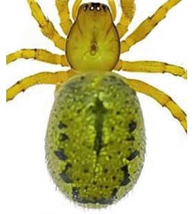 species