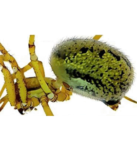 species