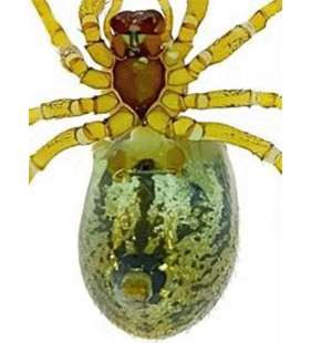 species