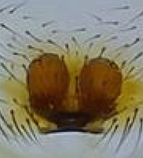 species