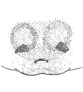 speciesimage