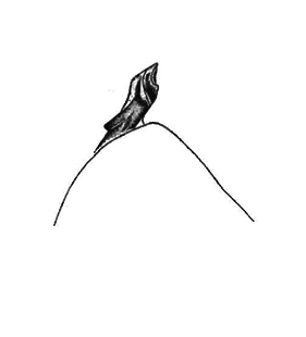 speciesimage