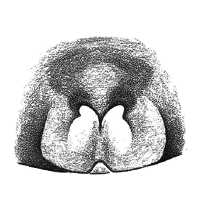 speciesimage