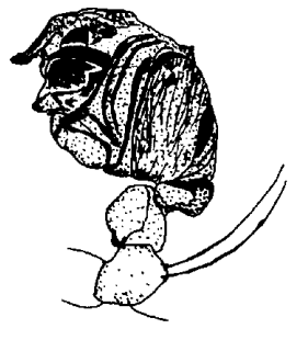 speciesimage